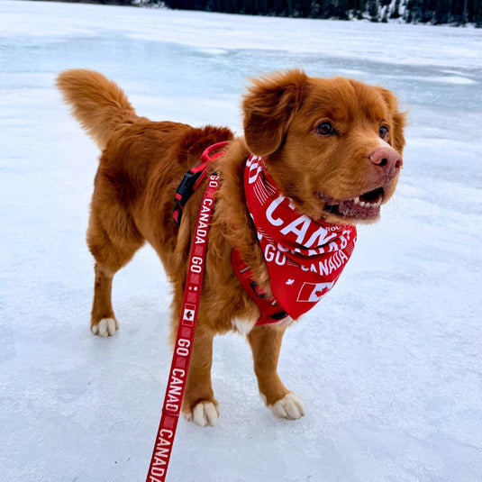 Go Canada Go Dog Leash