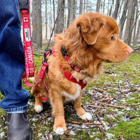 Go Canada Go Dog Leash