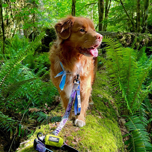 Biothane Dog Grab Handle