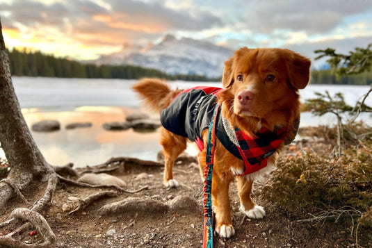 Hiking Two Jack Lake with Dog Banff Alberta