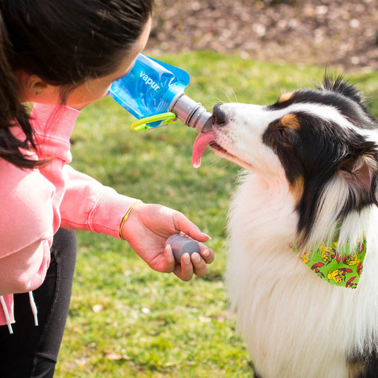 Person interacting with a dog using a water bottle in an outdoor setting
