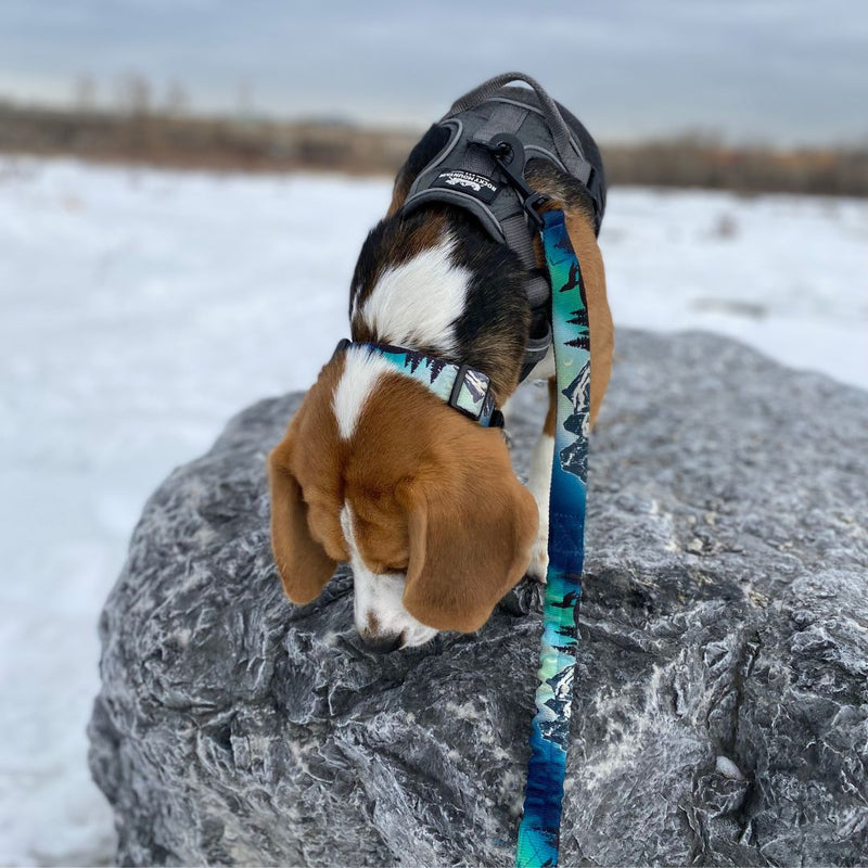 Load image into Gallery viewer, Canmore Alpine Dog Collar
