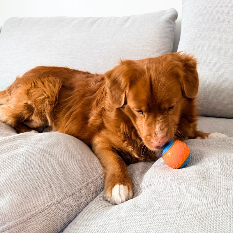 Load image into Gallery viewer, Rocky Mountain Dog Toy Ball
