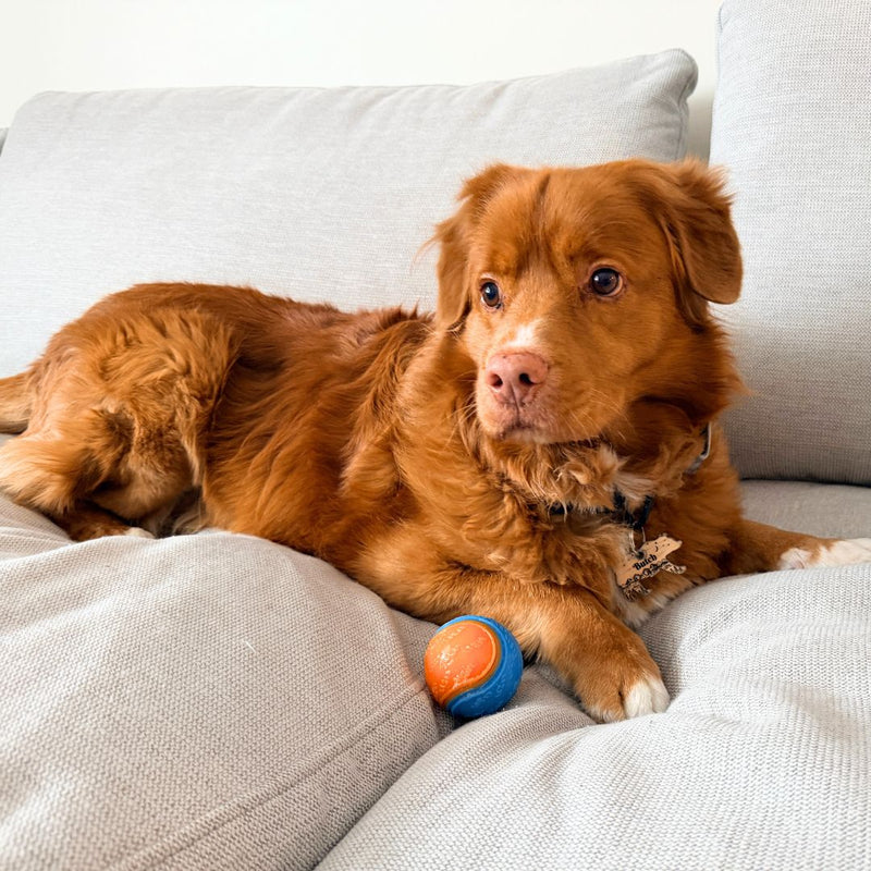 Load image into Gallery viewer, Rocky Mountain Dog Toy Ball
