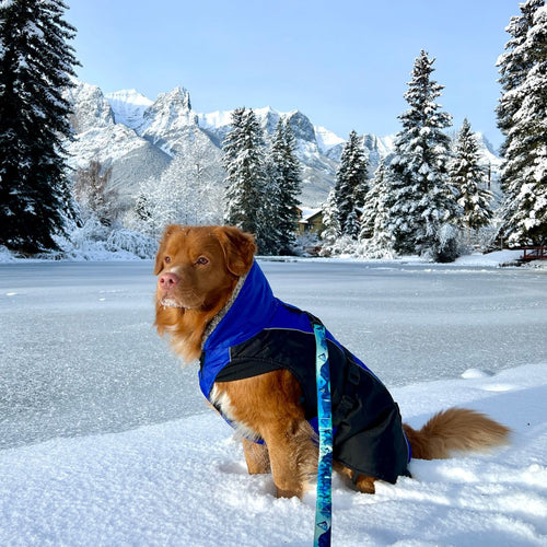 Glacier Insulated Dog Parka (Winter Coat)