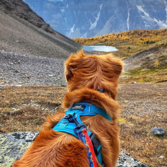 Best No-Pull Dog Harness for Active Breeds