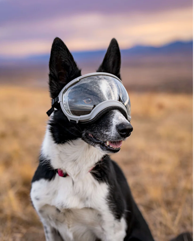 V2 Extra Small Dog Goggles