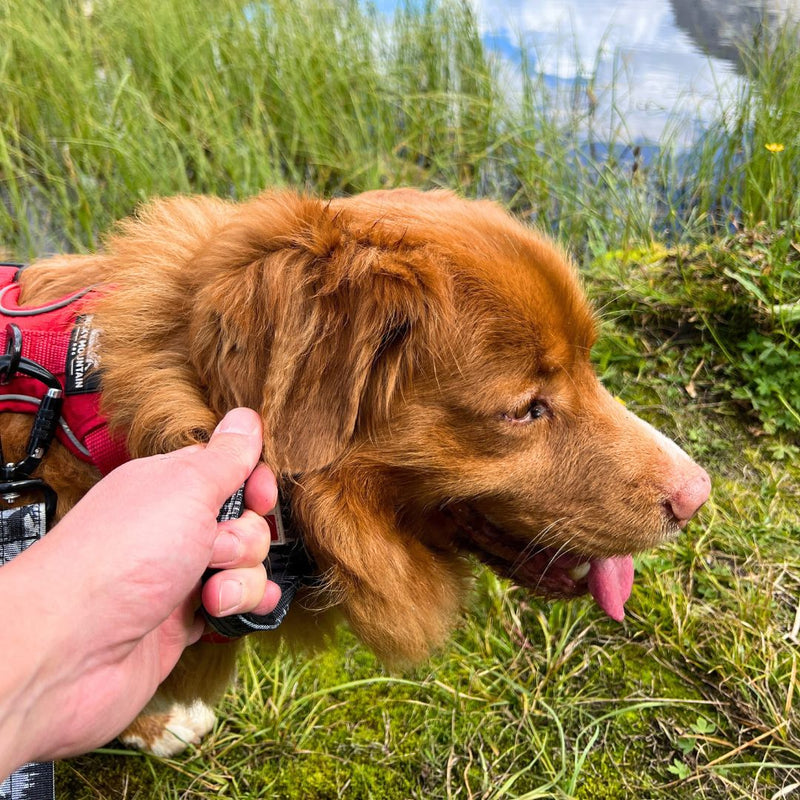 Load image into Gallery viewer, The Wild Tactical Dog Collar - Rocky Mountain Dog
