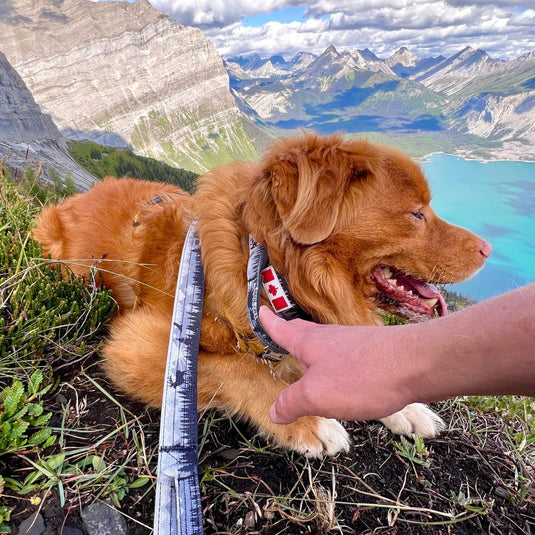 The Wild Tactical Dog Collar