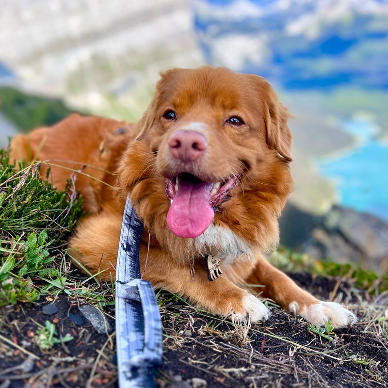 Load image into Gallery viewer, The Wild Tactical Dog Leash
