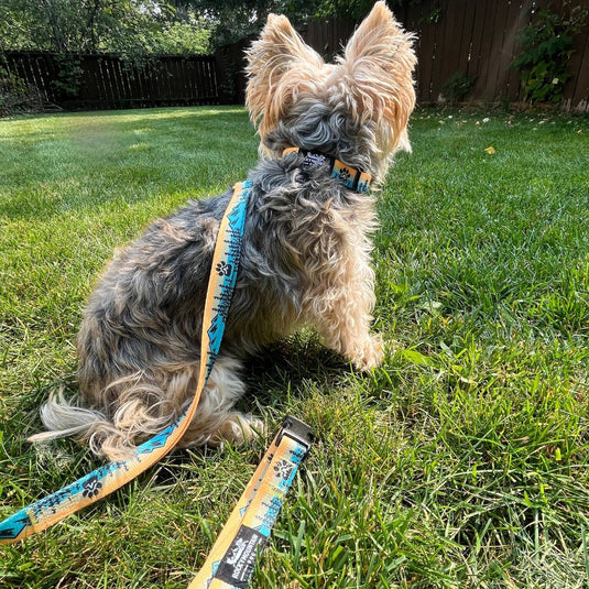 Paw Mountain Leash - Rocky Mountain Dog