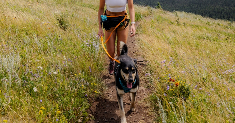 Dog Running Gear