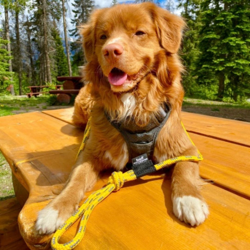 Load image into Gallery viewer, The Mountain Lakes Dog Rope Leash

