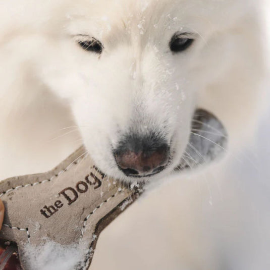 Dog Bone Toy