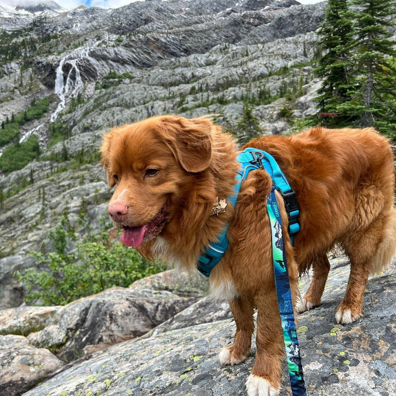 Load image into Gallery viewer, V2 Canmore All Mountain Dog Leash - Rocky Mountain Dog
