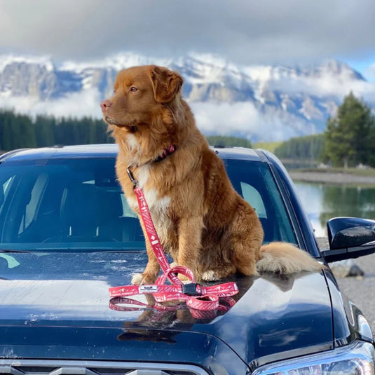 (Used) Canadian Rockies Leash
