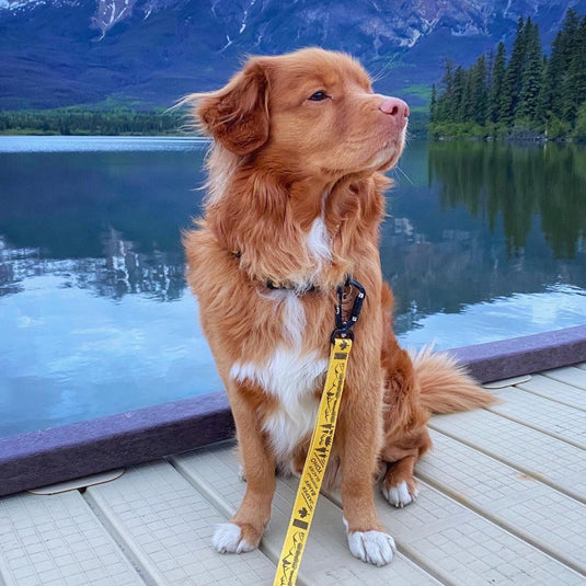 Canadian Rockies Dog Leash