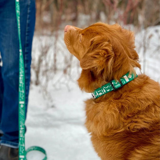 (Used) Canadian Rockies Dog Collar