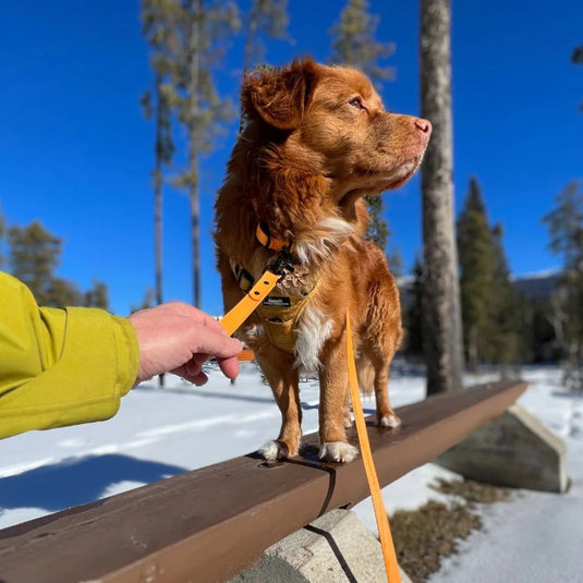 (Used) Biothane Grab Handle