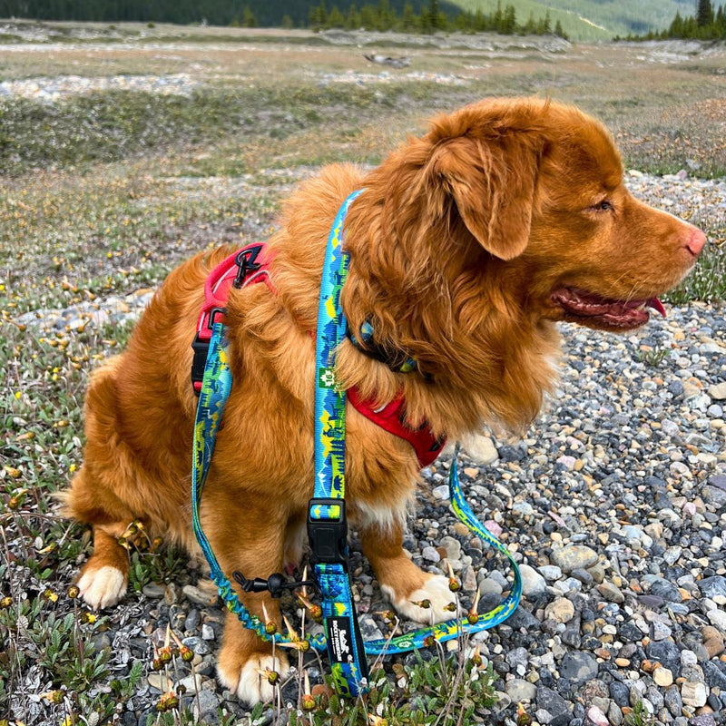 Load image into Gallery viewer, Jasper All Mountain Leash - Rocky Mountain Dog
