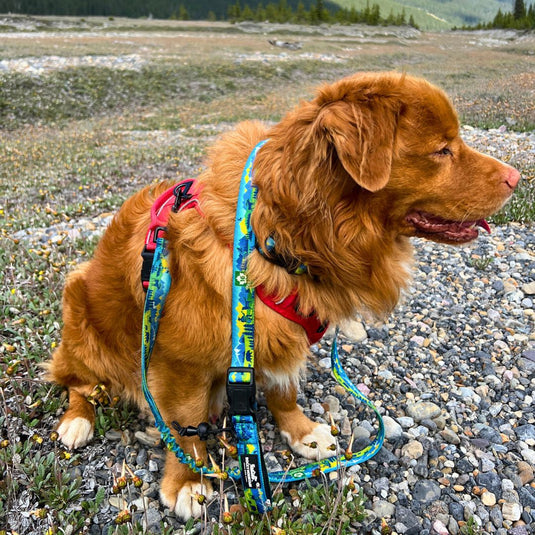 Jasper All Mountain Leash - Rocky Mountain Dog