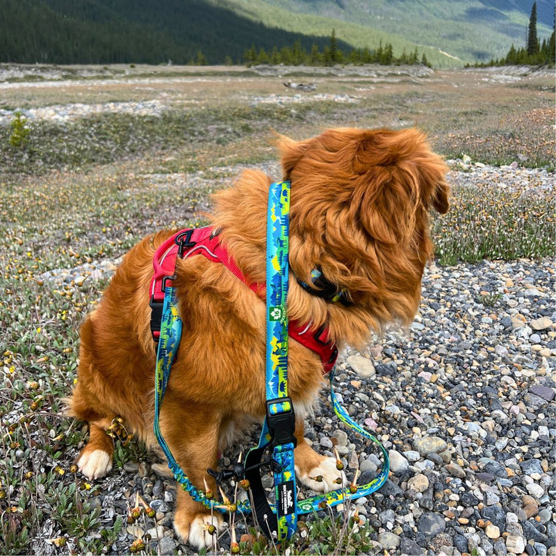 Load image into Gallery viewer, Jasper All Mountain Leash - Rocky Mountain Dog
