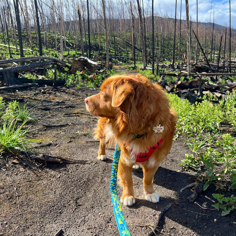 Load image into Gallery viewer, Jasper All Mountain Leash - Rocky Mountain Dog
