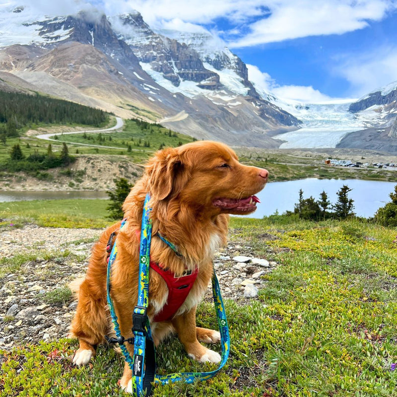 Load image into Gallery viewer, Jasper All Mountain Leash - Rocky Mountain Dog

