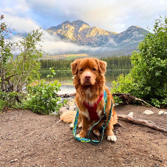 Jasper All Mountain Leash - Rocky Mountain Dog