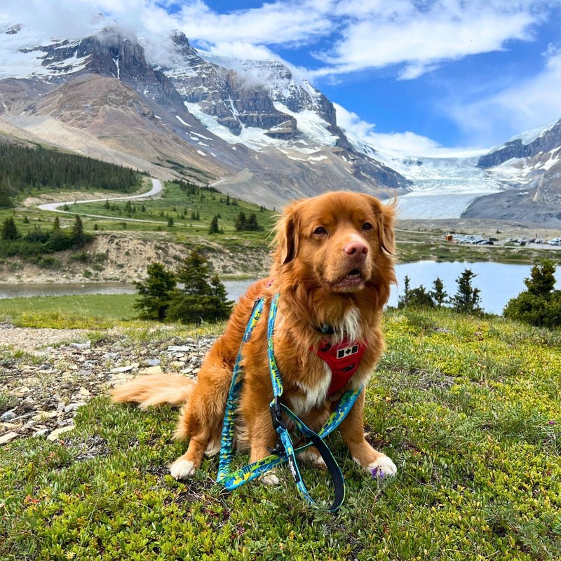 Load image into Gallery viewer, Jasper All Mountain Leash - Rocky Mountain Dog
