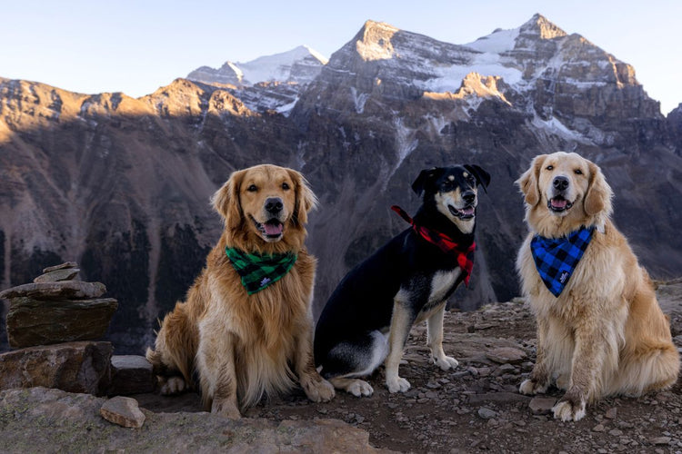 dog bandanas hiking lake louise alberta