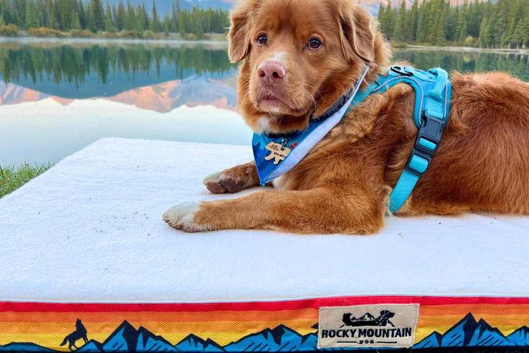 A duck toller dog lies on a dog bed by a lake, wearing a blue and gray harness and a blue bandana with a gold logo. The dog bed has a colorful mountain-patterned border and a visible 'Rocky Mountain' brand patch.