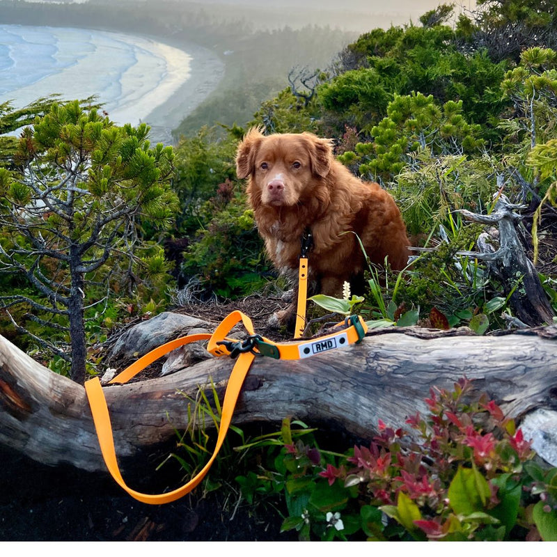 Load image into Gallery viewer, RMD Hands-Free Biothane Waterproof Leashes
