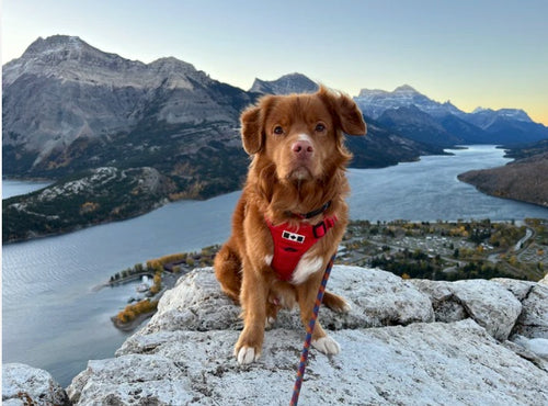 All-Canadian Hiking Bundle