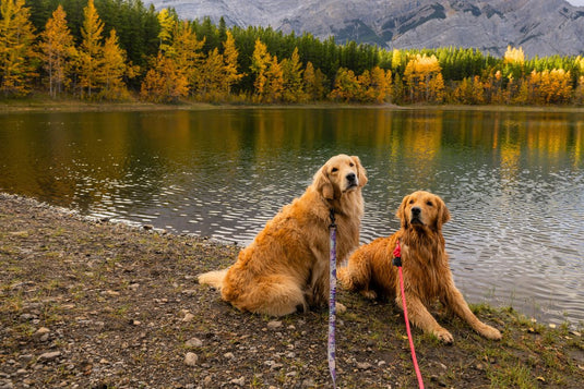 LONG WEEKEND LEASH SALE