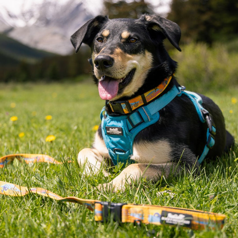 Load image into Gallery viewer, Okanagan All Mountain Dog Leash
