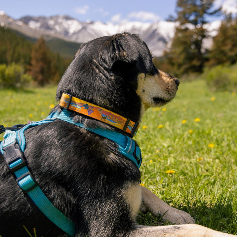 Load image into Gallery viewer, Okanagan Alpine Dog Collar
