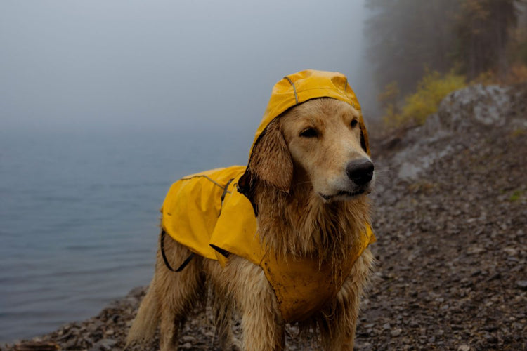 rain jacket on golden retriever dog by lake foggy