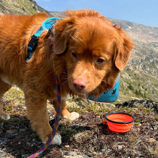 Collapsible Silicone Dog Bowl - Rocky Mountain Dog
