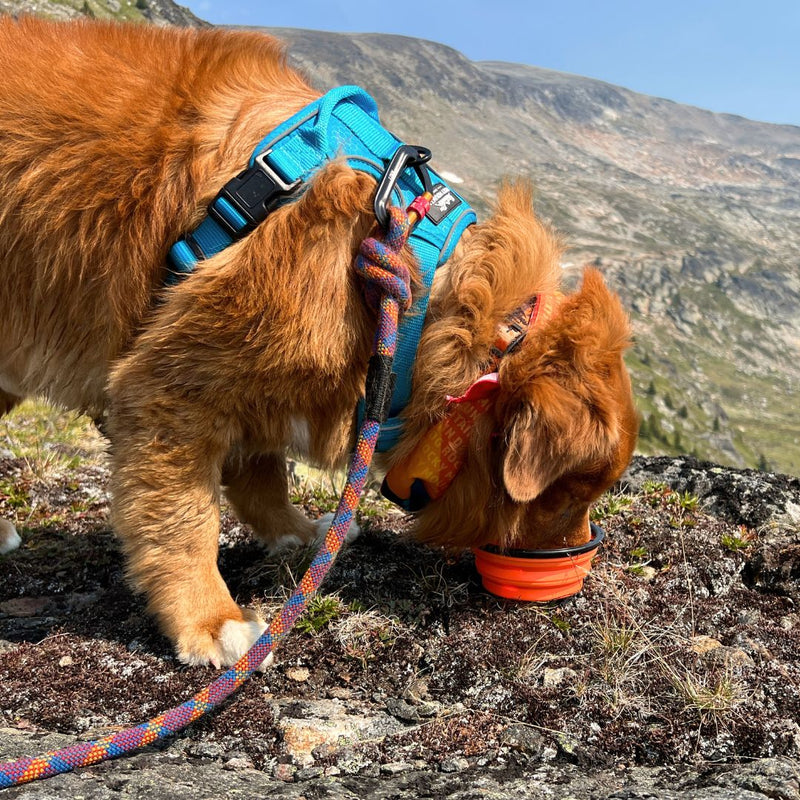 Load image into Gallery viewer, Collapsible Silicone Dog Bowl - Rocky Mountain Dog
