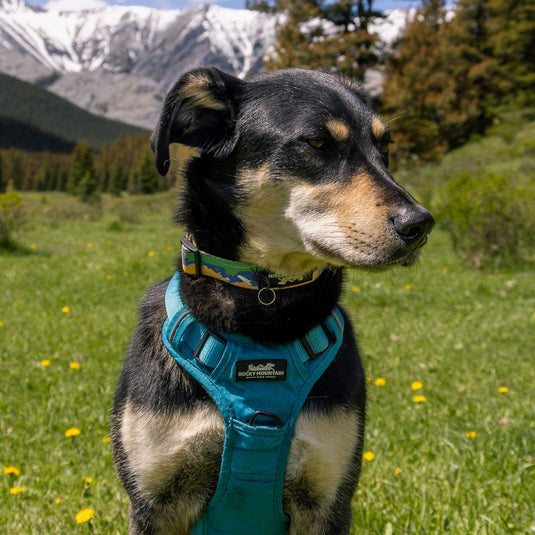 Waterton Alpine Dog Collar