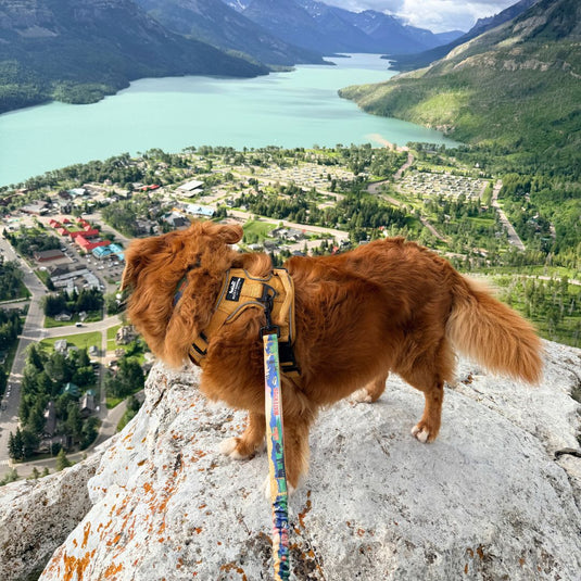 Waterton All Mountain Dog Leash