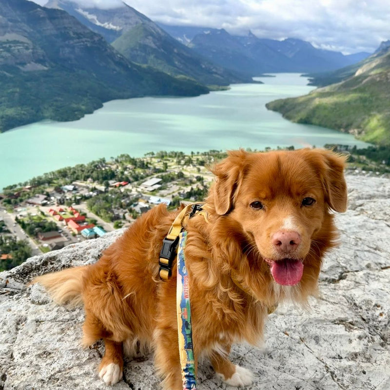 Load image into Gallery viewer, Waterton All Mountain Dog Leash

