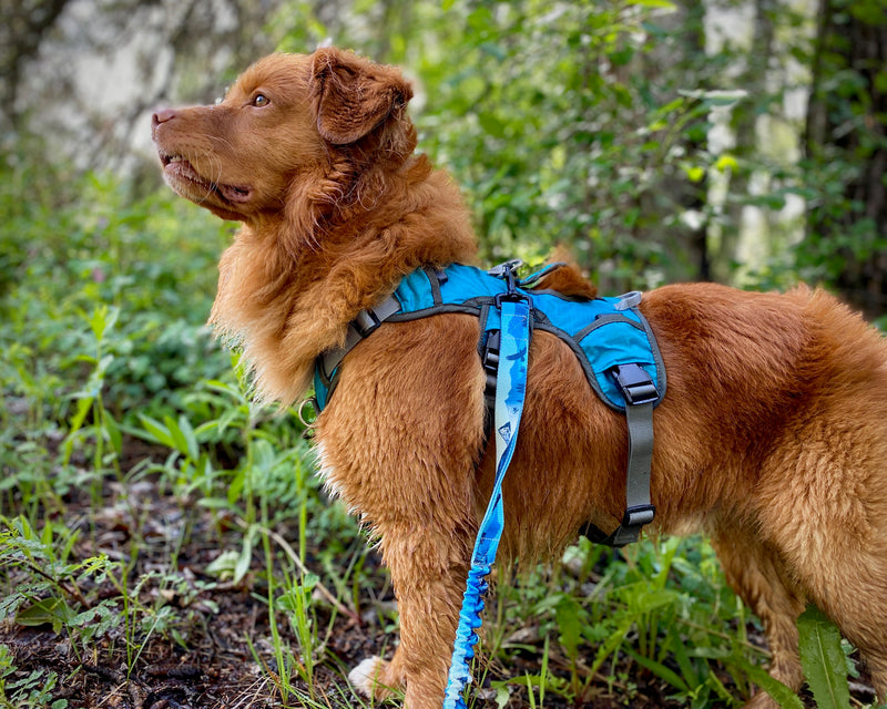 Load image into Gallery viewer, dog wearing backpack for day hikes and camping
