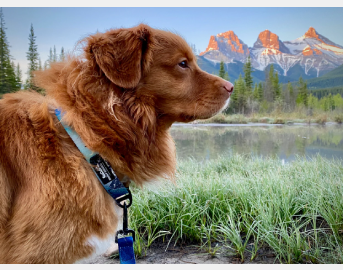 Load image into Gallery viewer, Canmore Alpine Dog Collar
