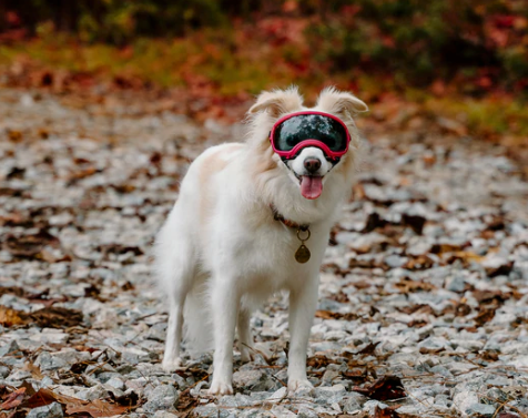 Load image into Gallery viewer, V2 Extra Small Dog Goggles
