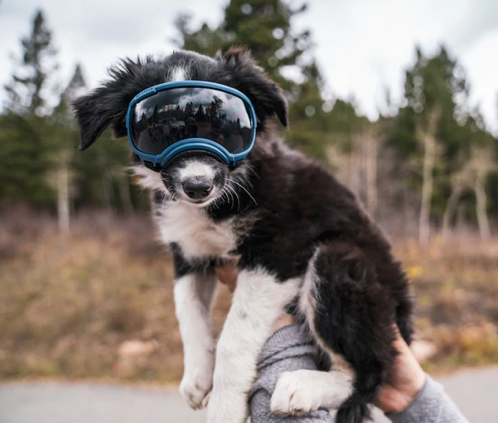 Load image into Gallery viewer, V2 Small Dog Goggles
