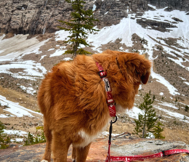 Load image into Gallery viewer, Canadian Rockies Martingale Clip Collar
