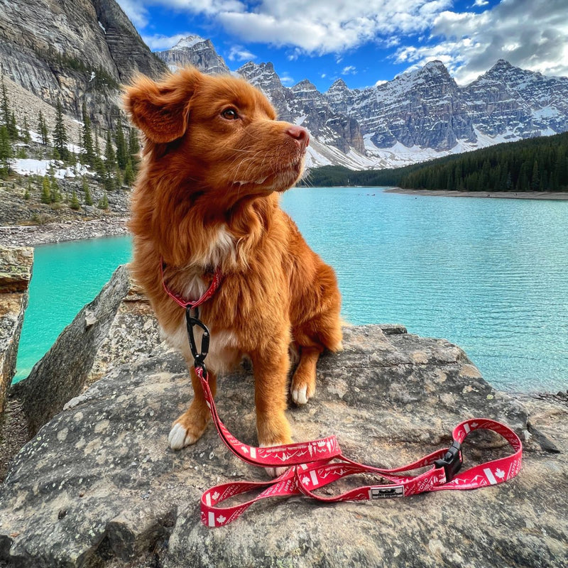 Load image into Gallery viewer, Canadian Rockies Martingale Clip Collar
