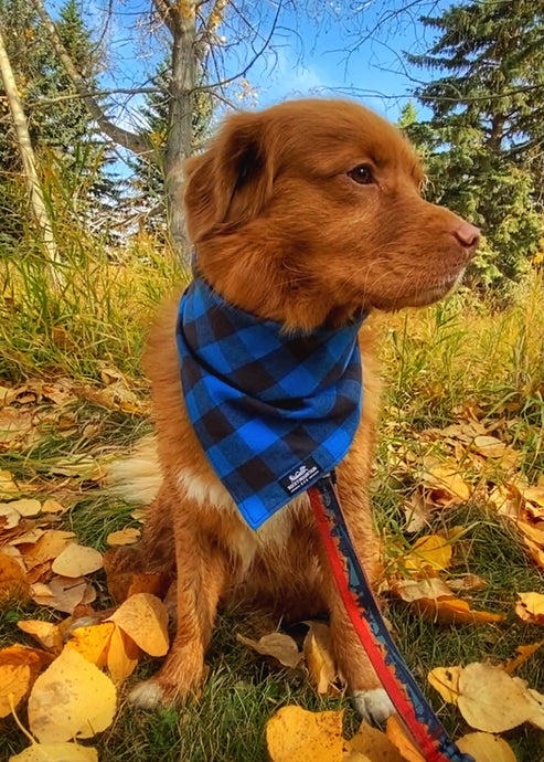 Flannel Dog Bandana